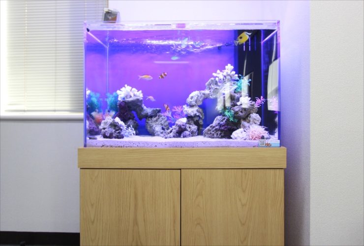 木目調の水槽台に設置された紫色の照明の海水魚水槽