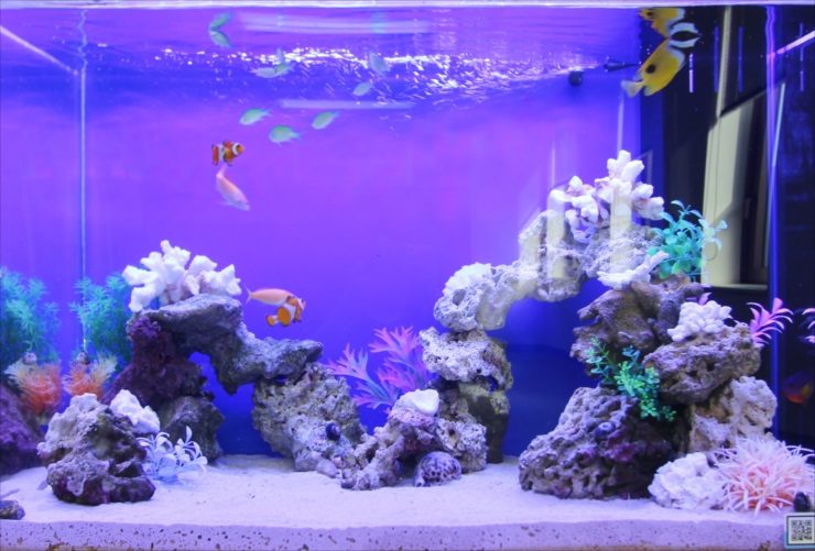 青い照明の海水魚水槽と岩組みに泳ぐクマノミ類