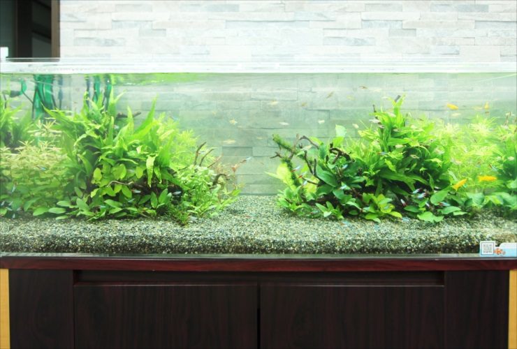 横浜 オフィス事務所に設置 華やかな120cm淡水魚水槽レンタル事例 水槽画像2