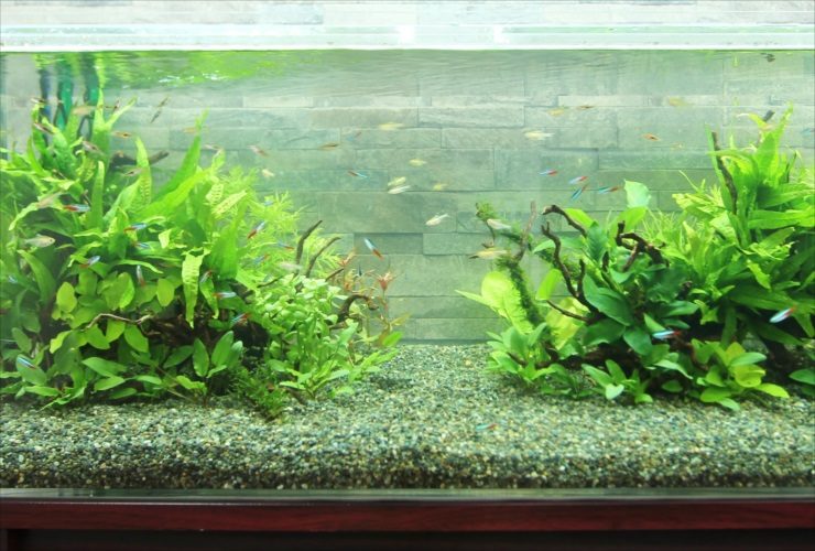 水草とネオンテトラの仲間が泳ぐ砂利敷きの水槽