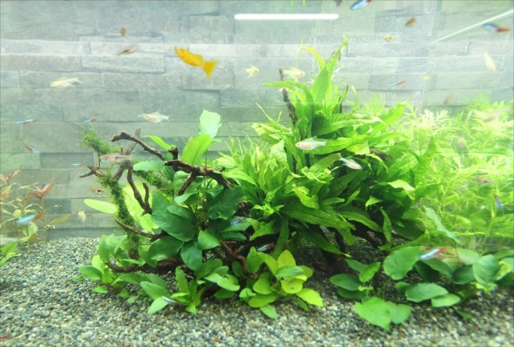 流木に活着した水草と泳ぐネオンテトラの仲間の水槽内景