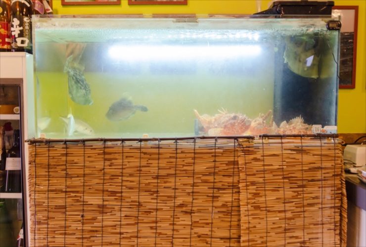 釣り居酒屋 季の扉様 120cm活魚水槽 レンタル事例 その後の様子をご紹介 水槽画像２
