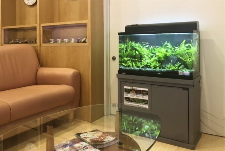 ソファの横に設置された水草が茂る熱帯魚水槽と水槽台