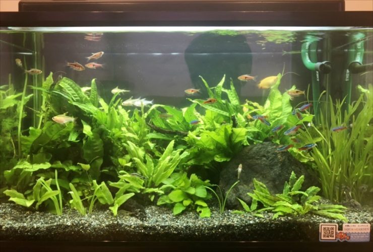 水草が茂る水槽内を泳ぐネオンテトラの仲間と小型魚