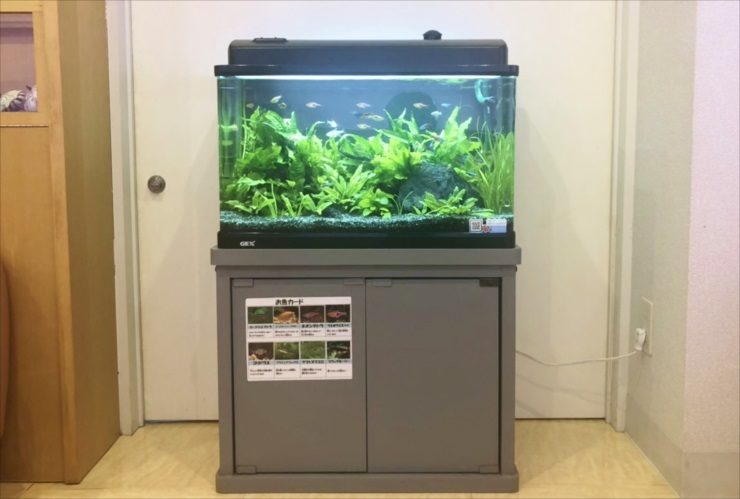 水草が茂る水槽と魚の紹介カードが貼られた水槽台