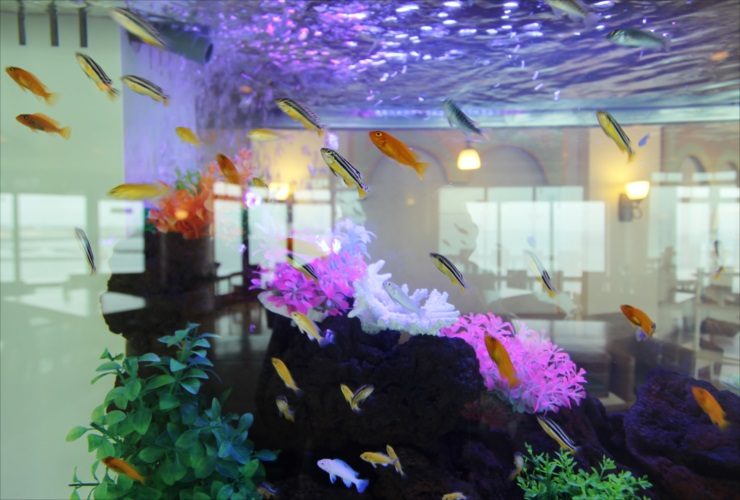 カラフルな熱帯魚が泳ぐサンゴ模型配置の海水魚水槽