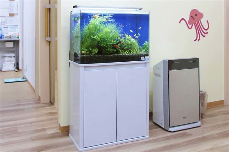 白い水槽台に設置された水草と小型魚の淡水魚水槽