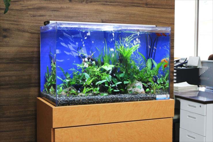 青い背景と水草が茂るオフィス設置の熱帯魚水槽