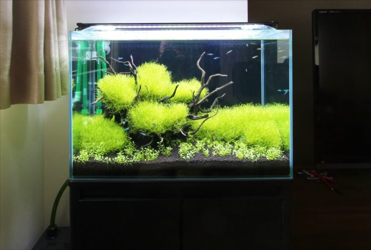 流木と緑の水草が茂る水槽とネオンテトラの仲間