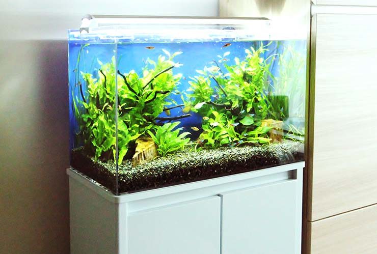 白い水槽台に設置された水草と流木が茂る淡水魚水槽