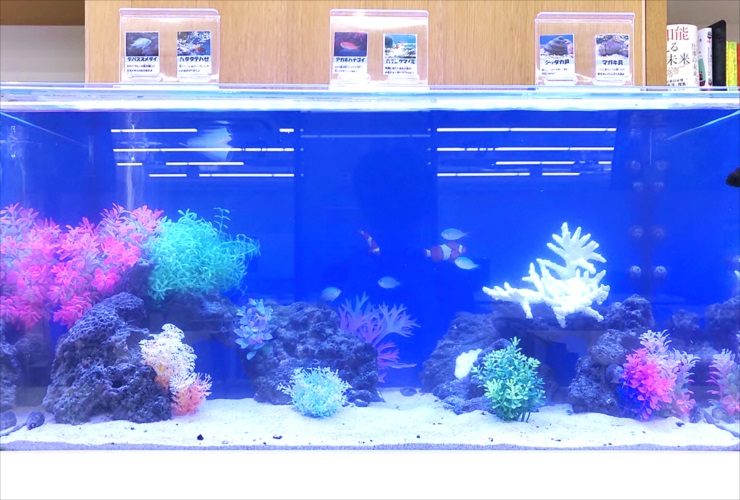 人工水草と岩を配置した海水魚水槽の全景