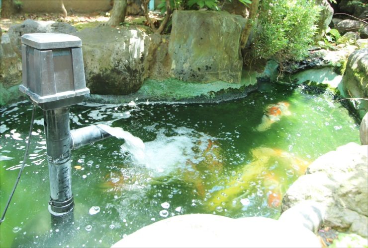 屋外の池で稼働する浄化ポンプと泳ぐ金魚の群れ