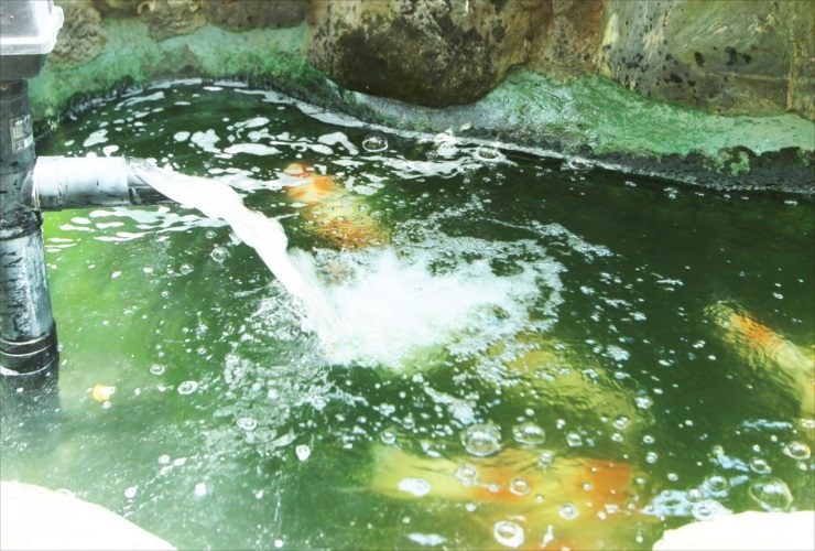 給排水パイプから水が注がれる金魚の泳ぐ池の風景