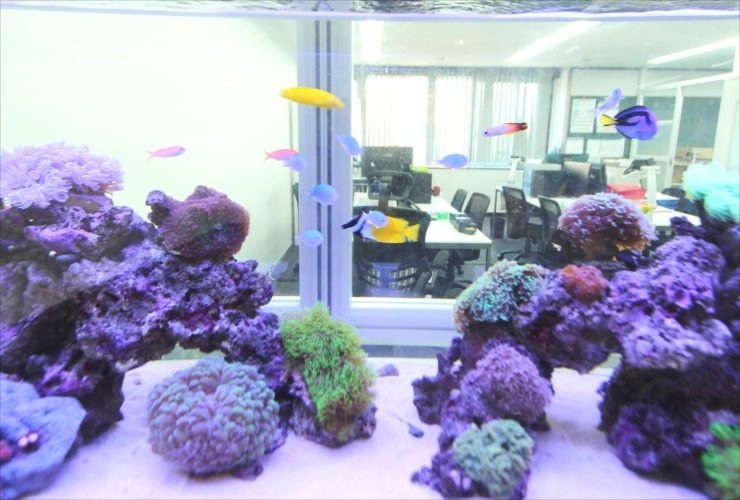 サンゴと海水魚が泳ぐオフィス設置の海水水槽
