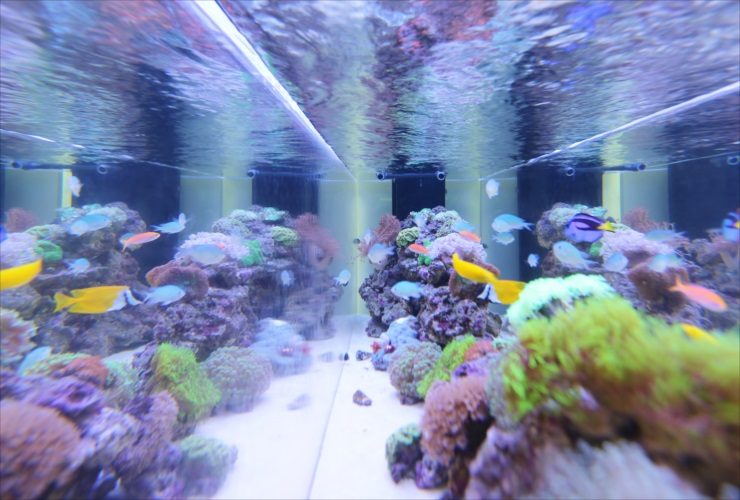 サンゴと海水魚が泳ぐ色鮮やかな海水水槽のレイアウト