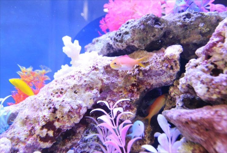 岩組の隙間を泳ぐ海水魚とピンク色の人工水草のレイアウト