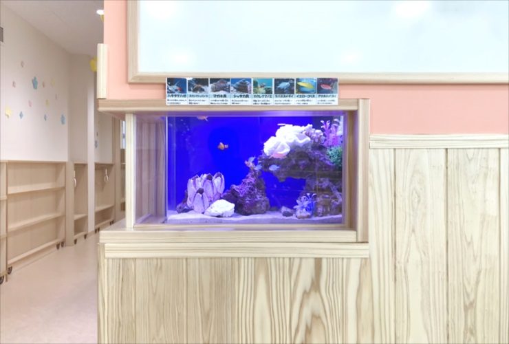 墨田区 保育園のエントランス 60cm海水魚水槽 レンタル事例 水槽画像2
