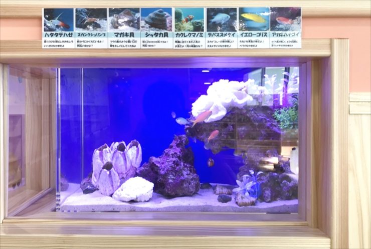 生体紹介パネルが貼られた海水魚水槽の埋め込み設置例