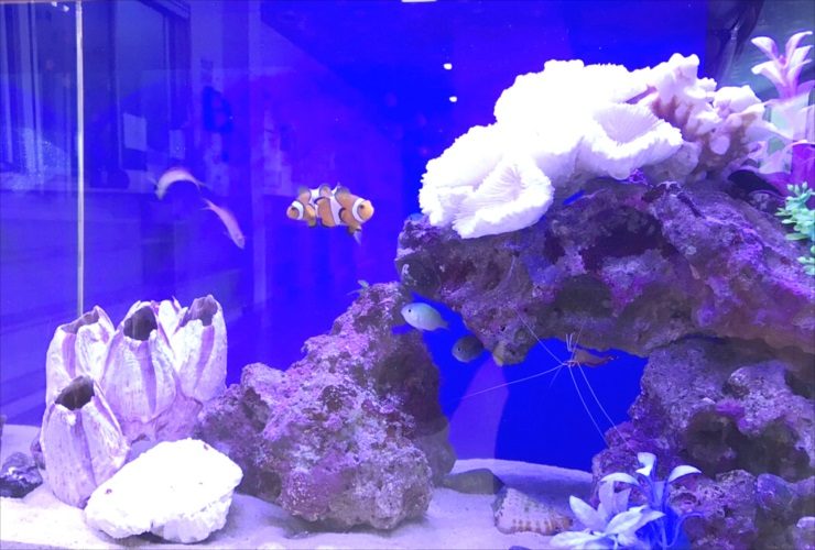 青い照明の海水魚水槽を泳ぐカクレクマノミとライブロック