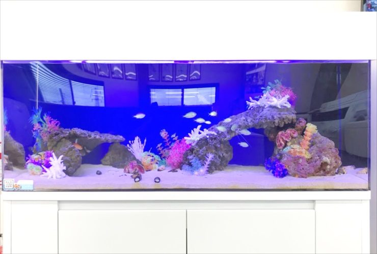 青い照明の海水魚水槽と白いサンゴのレイアウト