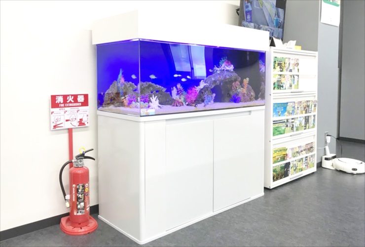 白い水槽台に設置された青い背景の大型海水魚水槽