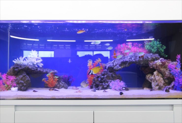 青い照明の海水魚水槽と泳ぐ黄色い熱帯魚やサンゴの模型