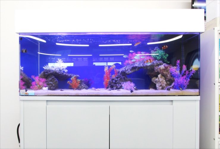 白い水槽台に置かれた海水魚と造花の大型水槽