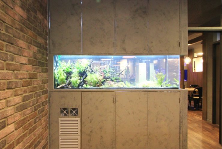 渋谷区 オフィスの会議室 大型淡水アクアリウム水槽 リース事例 水槽画像2