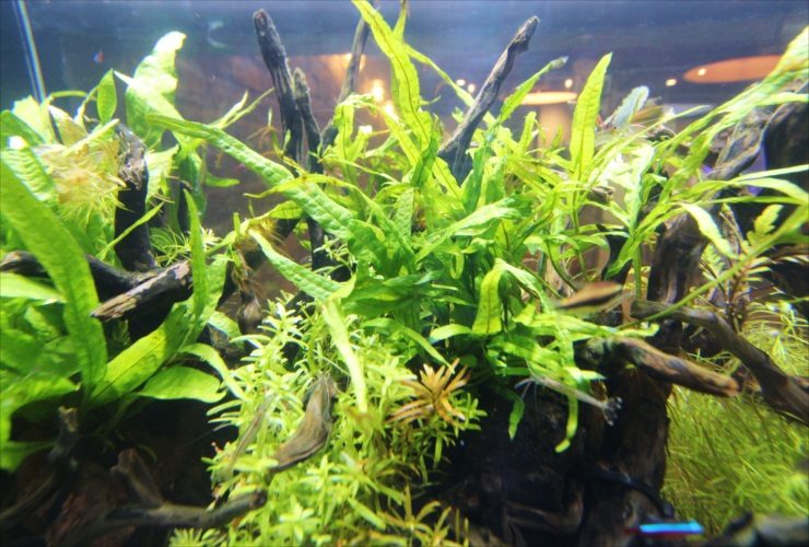 流木に活着した水草と泳ぐ小型カラシンの水槽レイアウト