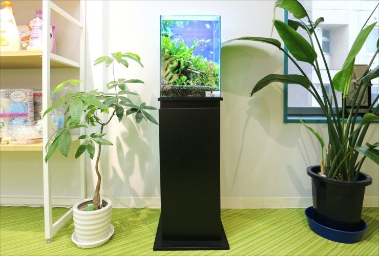 立川市　オフィスの商品展示スペース　30cm淡水魚水槽　お試し水槽レンタル事例のサムネイル画像