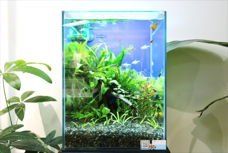 水草と小型カラシンが泳ぐ縦長の水槽レイアウト