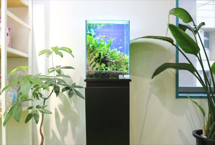 観葉植物に囲まれた水槽台設置の小型水草水槽