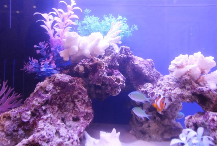 ライブロックとクマノミが泳ぐ海水魚水槽のレイアウト