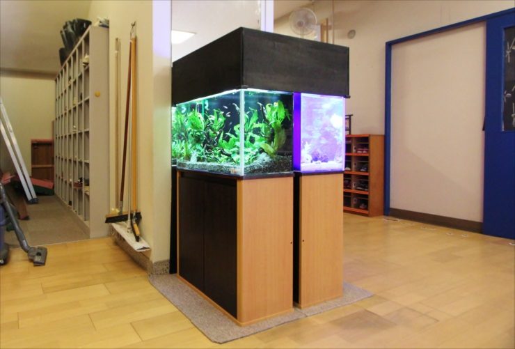 室内に設置された水草水槽と海水魚水槽の連結展示台