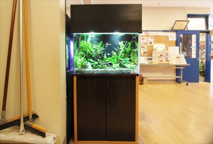 水草と流木を配置した黒いキャビネット付きの熱帯魚水槽