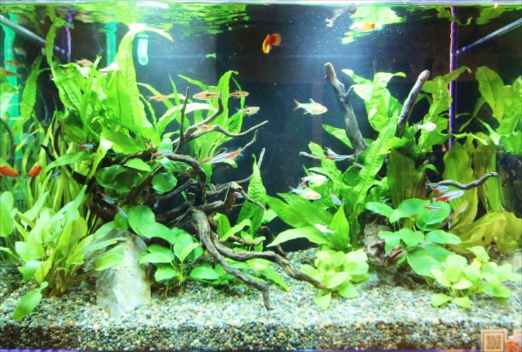 流木と水草が茂る水槽内を泳ぐネオンテトラの仲間たち