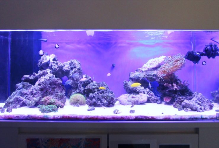 青い照明の海水魚水槽とライブロックのレイアウト