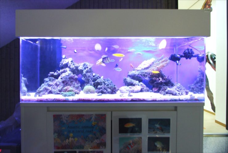 海水魚とサンゴが泳ぐ大型のオーバーフロー水槽