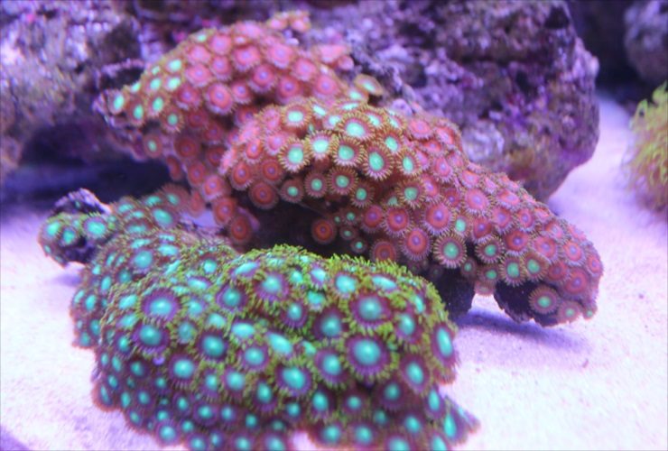 砂の上に置かれた赤色と緑色のマメスナギンチャクの群生