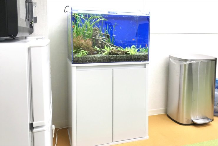 大阪府大阪市　オフィス事務所　60cm淡水魚水槽　水槽レンタル事例のサムネイル画像