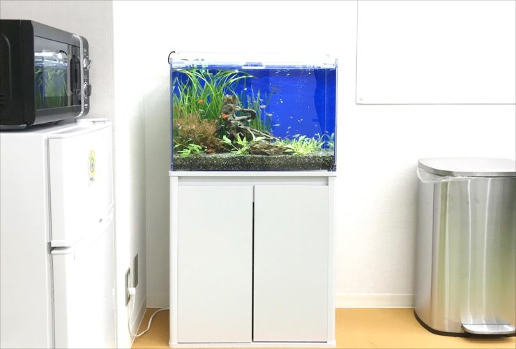 白い水槽台に設置された水草と小型魚の熱帯魚水槽