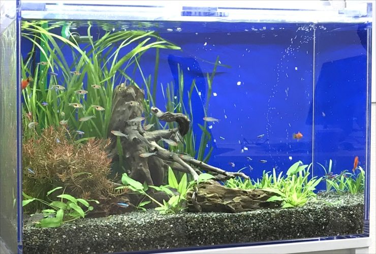 青い背景の水槽で泳ぐ小型カラシンと流木や水草のレイアウト