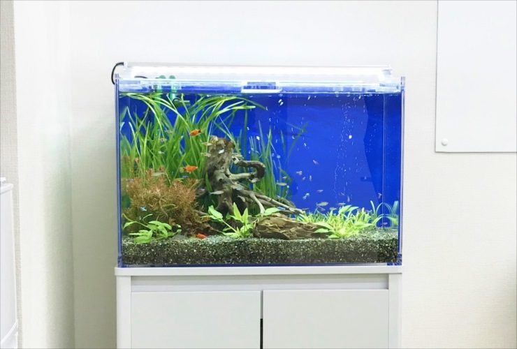 青い背景の水槽と流木に群れる小型カラシンや水草