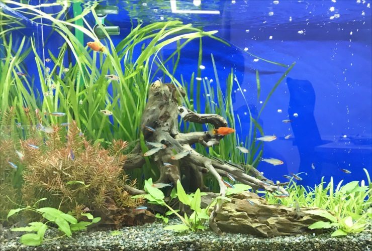 流木と水草を配置した水槽を泳ぐ小型熱帯魚の群れ