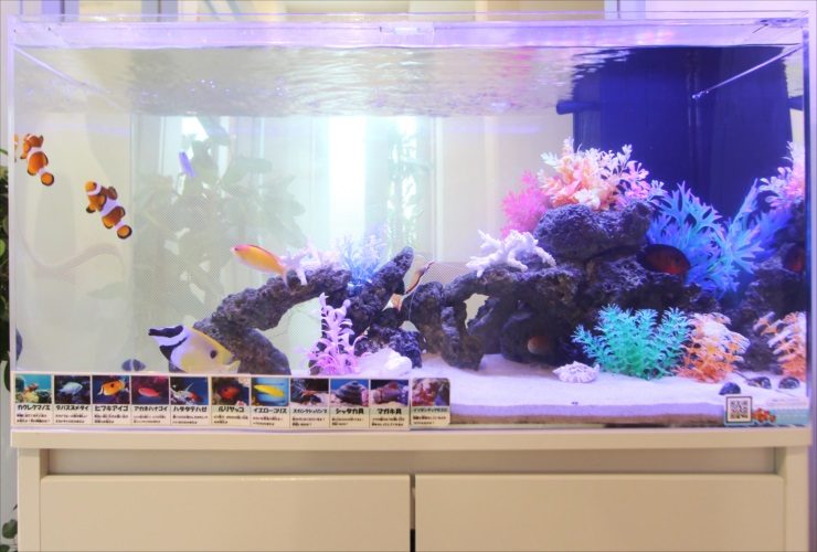 カラフルな人工サンゴと海水魚が泳ぐ海水水槽の全景