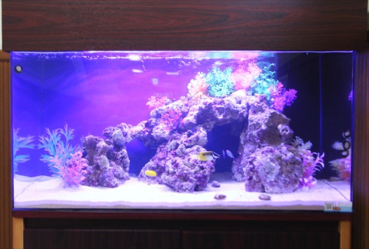 青梅市 医院の待合室 90cm海水魚水槽 水槽販売・設置事例 水槽画像2