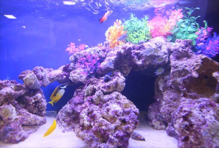 ライブロックと人工水草を配置した海水魚水槽のレイアウト