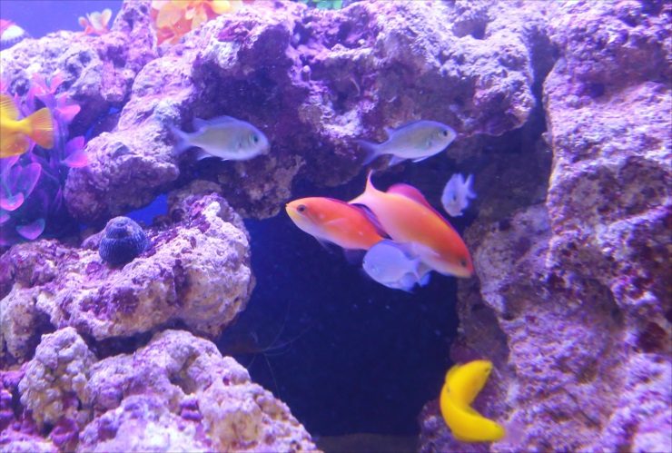 ライブロックの隙間を泳ぐ海水魚とサンゴ水槽の風景