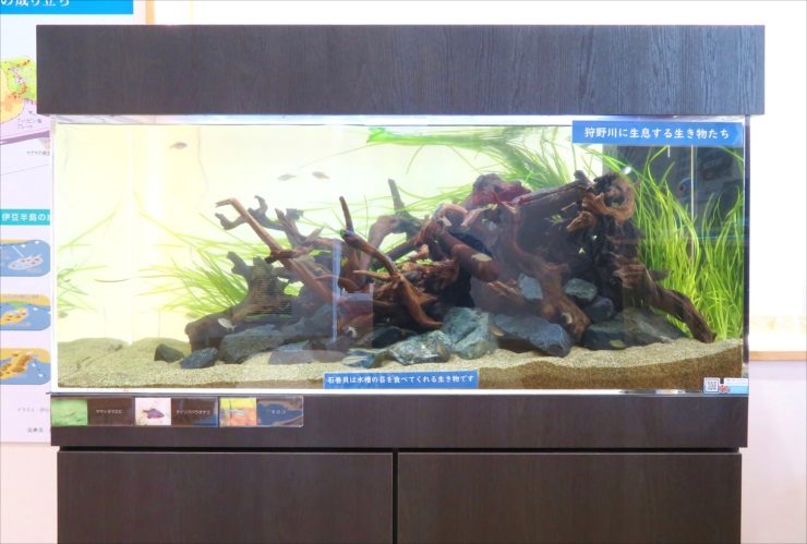 狩野川に生息する生き物たちの文字がある流木水槽の展示