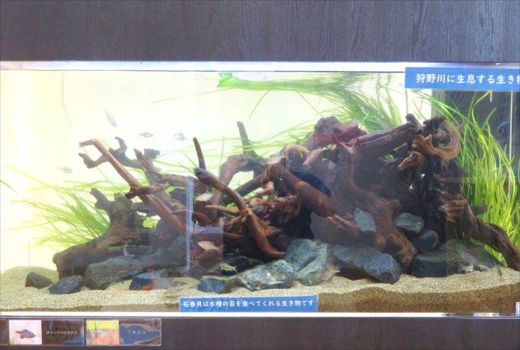 流木と石を組んだ狩野川に生息する生き物の展示水槽